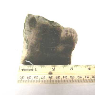 Petrified Wood