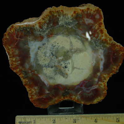 Jasper Coprolite