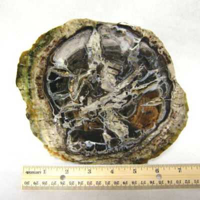 Petrified Wood