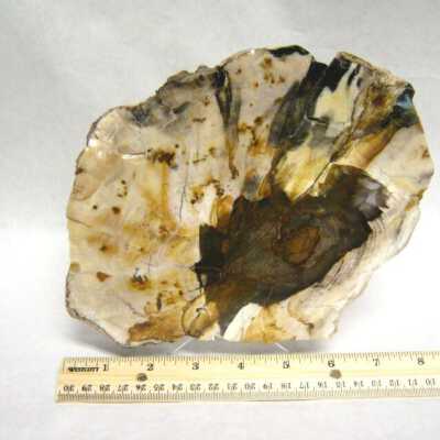 Petrified Wood