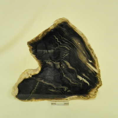 Petrified Wood