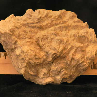 Oyster