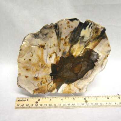 Petrified Wood