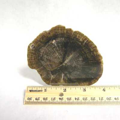 Petrified Wood