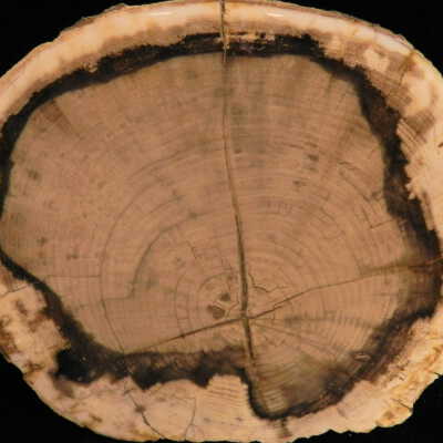 Petrified Wood