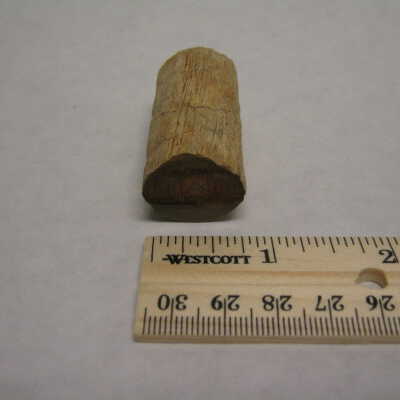 Petrified Wood