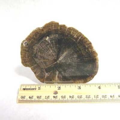 Petrified Wood