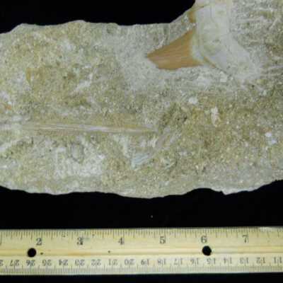 Mackerel Shark Tooth (w/ Barb)