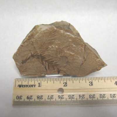 Leaf Fossil