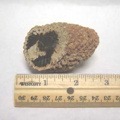 Aracaria Seed Cones
