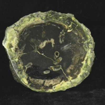 Petrified Wood with Algae