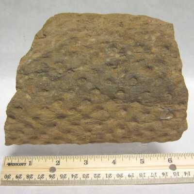 Limb Cast