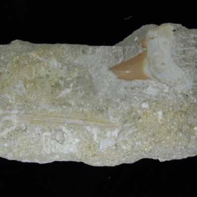 Mackerel Shark Tooth (w /Barb)