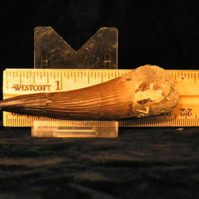 Liopleurodon ferox (teeth)