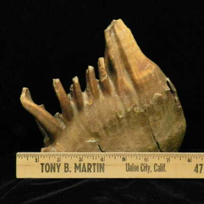 Mammath (tooth)
