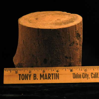 Fossilized Bone