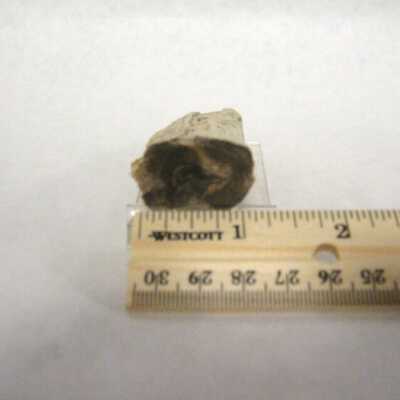 Petrified Wood