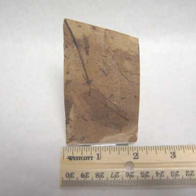 Leaf Fossil
