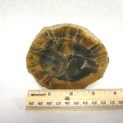 Petrified Wood
