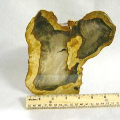 Petrified Wood