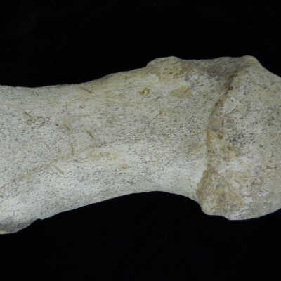 Cetacea (whale fossil)