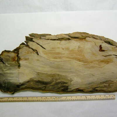 Sequoia