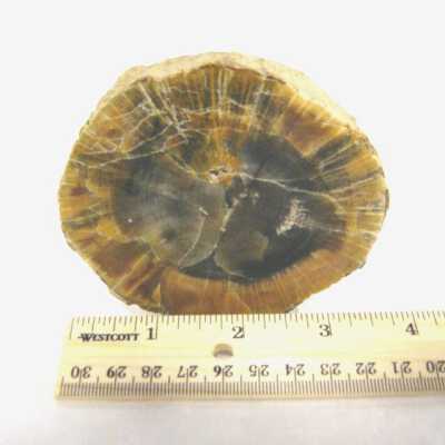 Petrified Wood