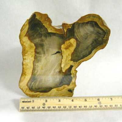 Petrified Wood