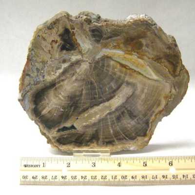 Petrified  Wood