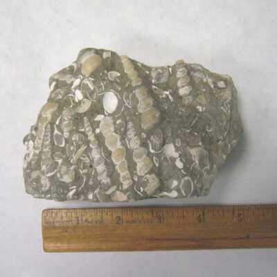 Turritella (Gastropod)