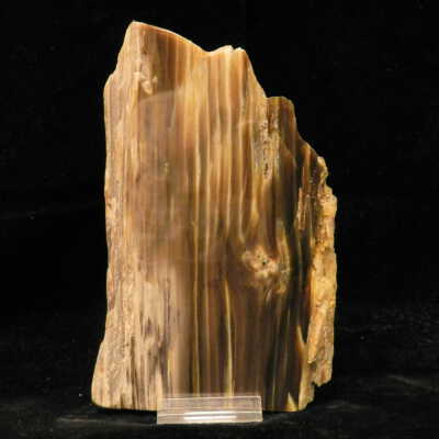 Petrified Wood