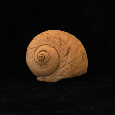 Snail (fossils)