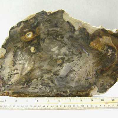 Petrified Wood