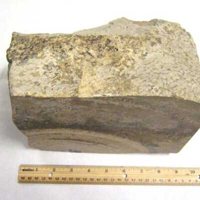 Limb Cast