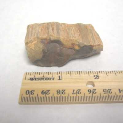 Limb Cast