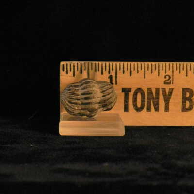 Trilobite