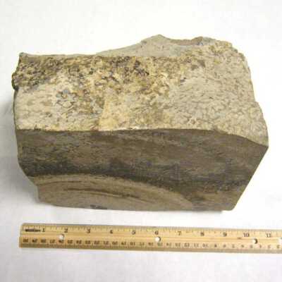 Limb Cast