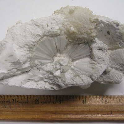 Stevensite