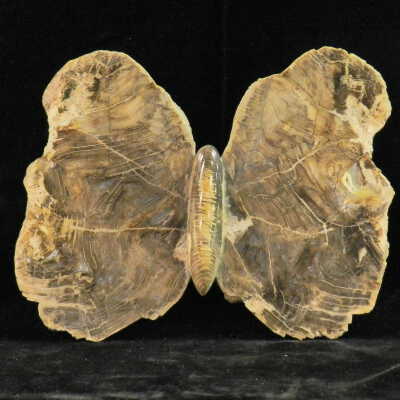 Petrified Wood