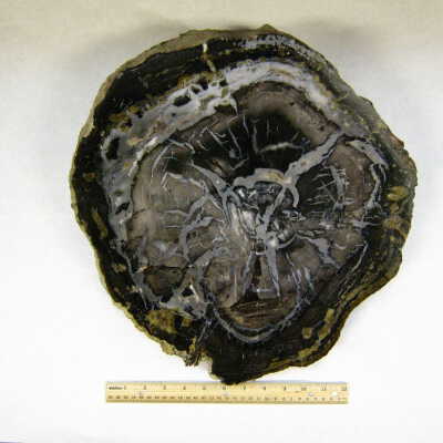 Petrified Wood