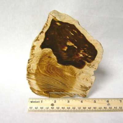 Petrified Wood