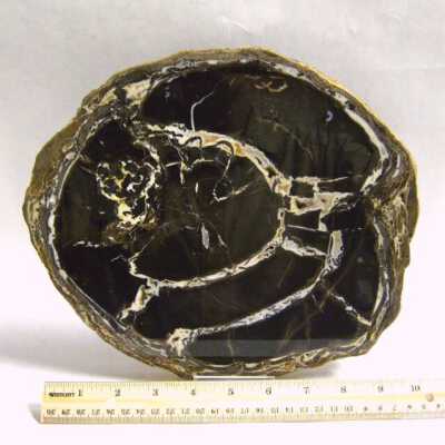 Petrified Wood