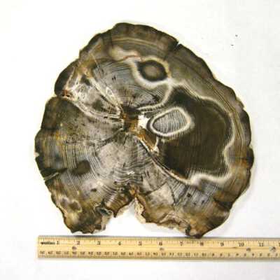 Petrified Wood
