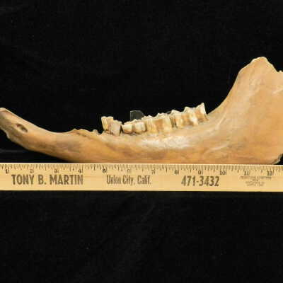 Fossilized Bone (Bison)
