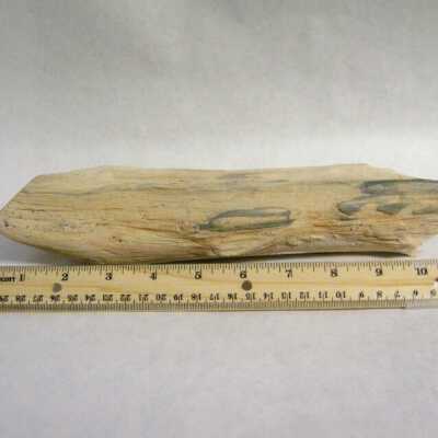 Petrified Wood