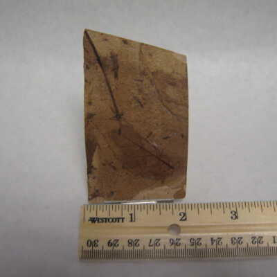 Alnus hollandiana (Toothed Alder Leaf)