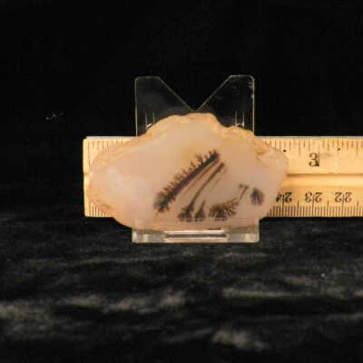 Dendritic Agate