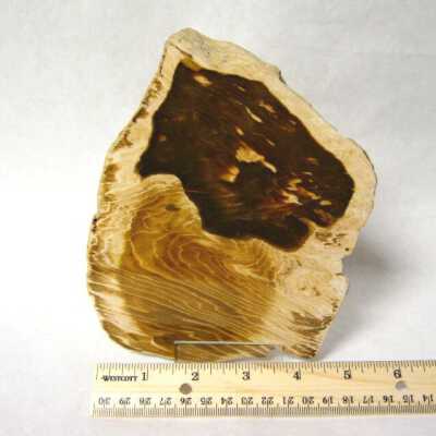 Petrified Wood