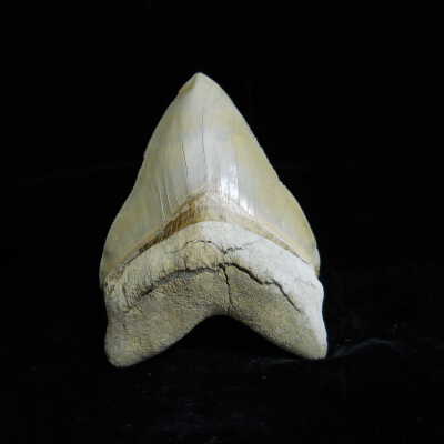 Megalodon (tooth)