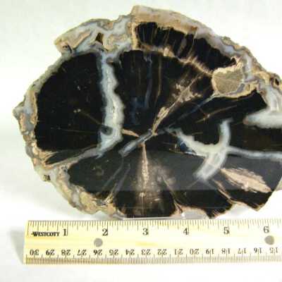 Petrified Wood